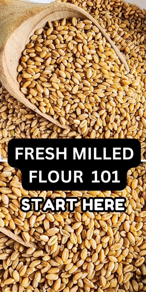 Golden wheat berries in a wooden scoop, close-up of fresh milled flour staple.