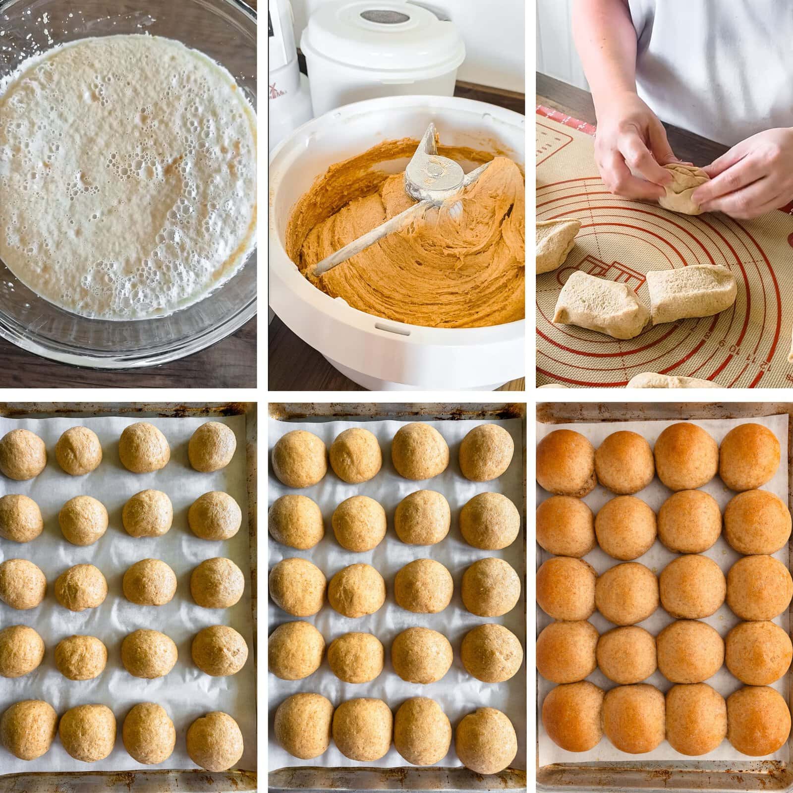 Fresh milled flour dinner rolls dough and baked rolls with golden crust.